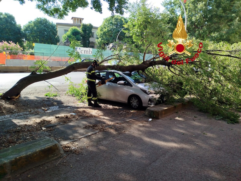 Un grande ramo cade su un’auto a Firenze, nessun ferito