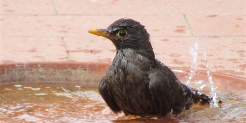 Valdisieve: Appello della LIPU - Gli uccelli soffrono di sete a causa della calura
