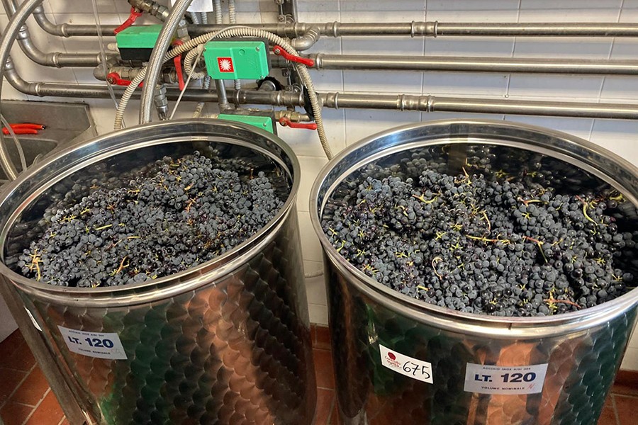 Vino novello: UniPi sperimenta la macerazione con azoto