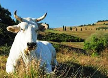 Zootecnia: 800mila euro per un programma di raccolta dati volto al miglioramento del patrimonio genetico