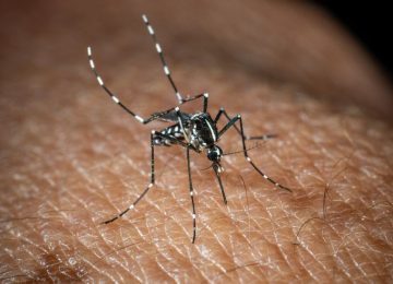 In Italia, 351 casi di virus West Nile e 22 decessi riportati