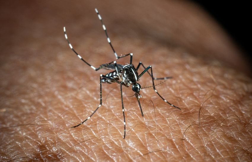In Italia, 351 casi di virus West Nile e 22 decessi riportati