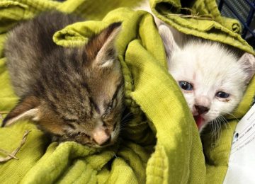 Salvati due gattini abbandonati in un sacco in un campo alla Rocca di Montemurlo