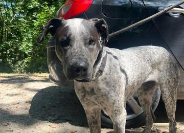 A Livorno, la cagnolina Oliva cerca una nuova famiglia.
