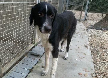 Cane trovato al Gabbro: si cerca il proprietario