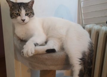 Gatto scomparso a Empoli: il proprietario lancia un appello per ritrovare 'Bati'