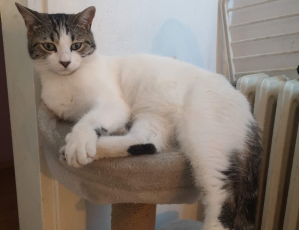 Gatto scomparso a Empoli: il proprietario lancia un appello per ritrovare 'Bati'