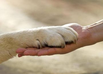 L'Italia non ha il passione