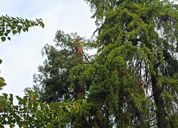 Maltempo: a Lucca alberi e rami abbattuti, danneggiata una sequoia nell'Orto botanico