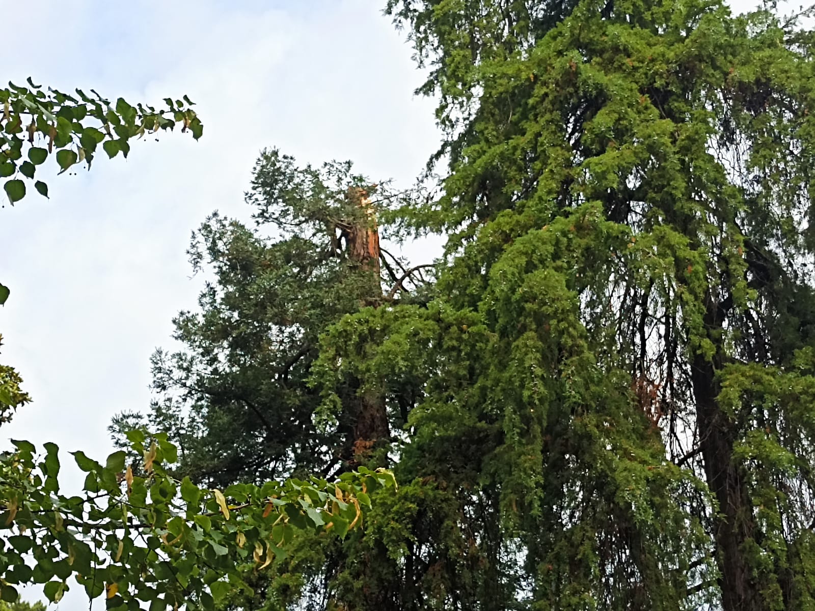 Maltempo: a Lucca alberi e rami abbattuti, danneggiata una sequoia nell'Orto botanico