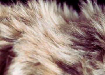 Mugello: Eliminare i peli di animali in casa? Il trucco della nonna che ti permette di farli sparire in 5 minuti con pochi semplici passaggi!