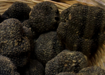 Nuovo incontro montopolese per 'A tavola con il tartufo nero'