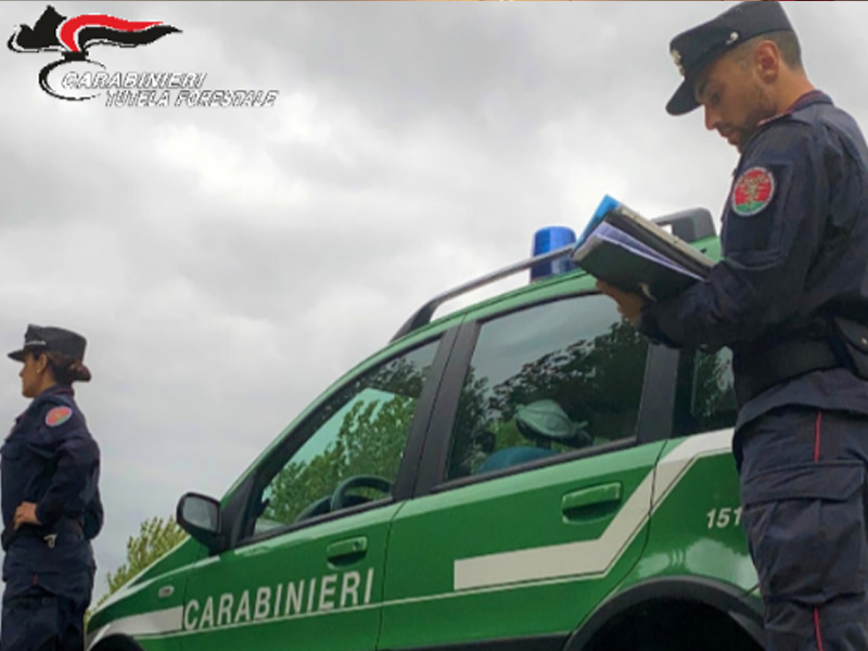 Strada non autorizzata in zona vincolata: due denunciati a Castagneto Carducci