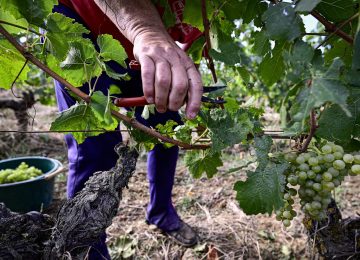 Vendemmia 2025: Eccellente Qualità per le Uve Trentodoc