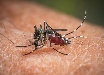West Nile: 173 casi e 11 decessi in Italia dall'inizio dell'anno
