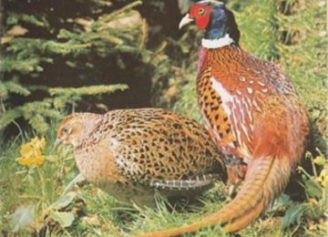 Approvato l'accordo tra Regione, Università di Pisa e Fidc per la ricerca sulla fauna selvatica