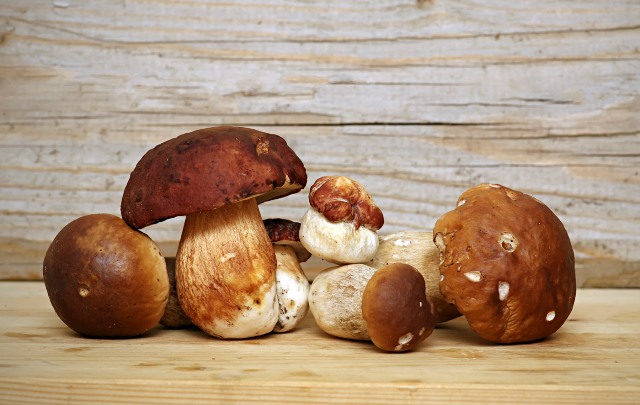Boom di funghi in Toscana, Coldiretti: "Stagione d'oro per i porcini. Molti inesperti nei boschi grazie ai social"