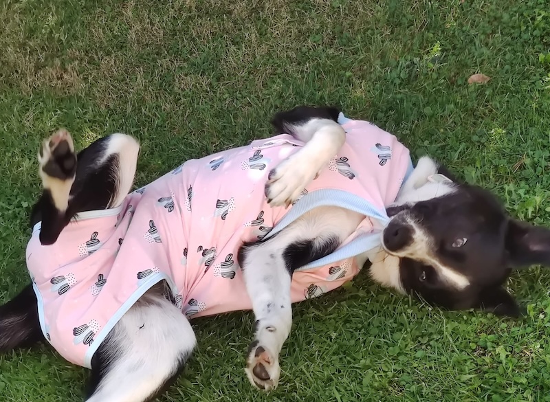 Cani e gatti in affido da canili e gattili: la proposta del Centrodestra per Empoli