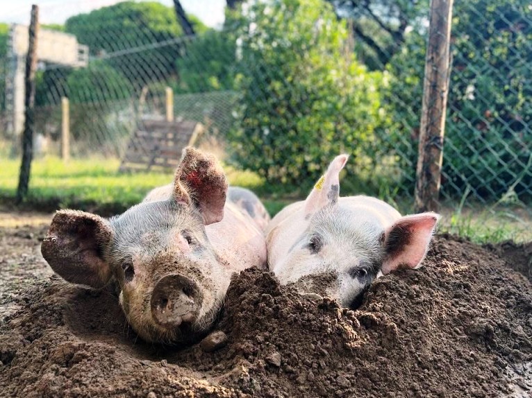 Canile-rifugio sequestrato nel Pisano: molti animali hanno già trovato una nuova casa