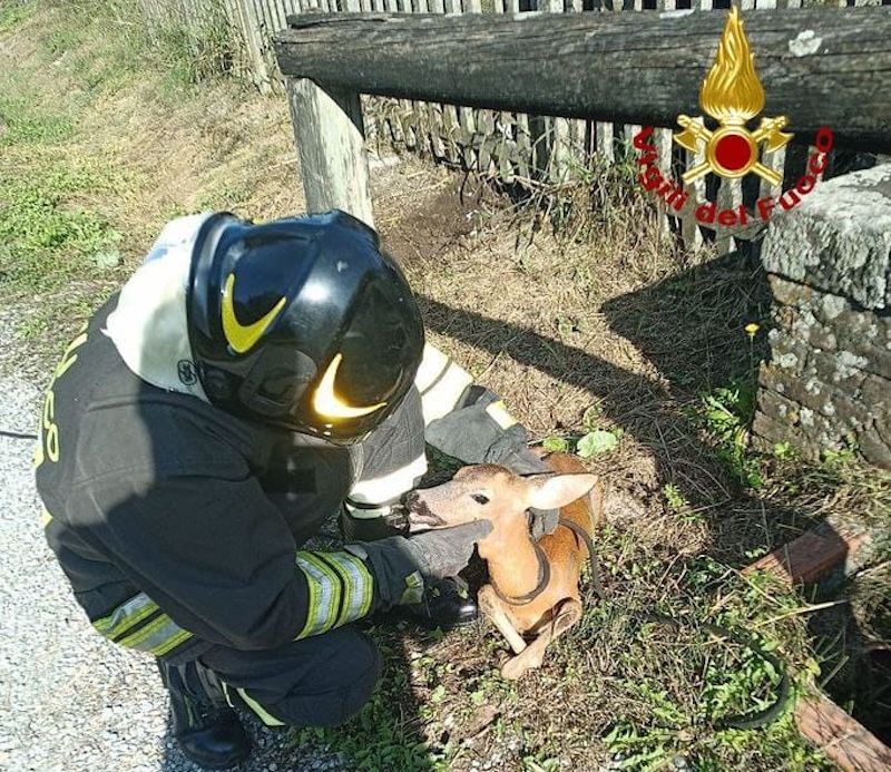 Capriolo bloccato in una recinzione, liberato dai vigili del fuoco