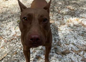 Continua la campagna di adozione del canile di Livorno: Briciola è in cerca di una nuova famiglia.