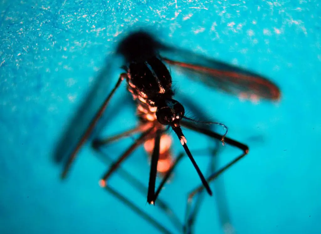 Da inizio anno, in Italia registrati 647 casi di infezione da West Nile e 47 decessi