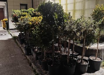 Furto di piante del valore di circa 2.500 euro nel Pistoiese: due arresti