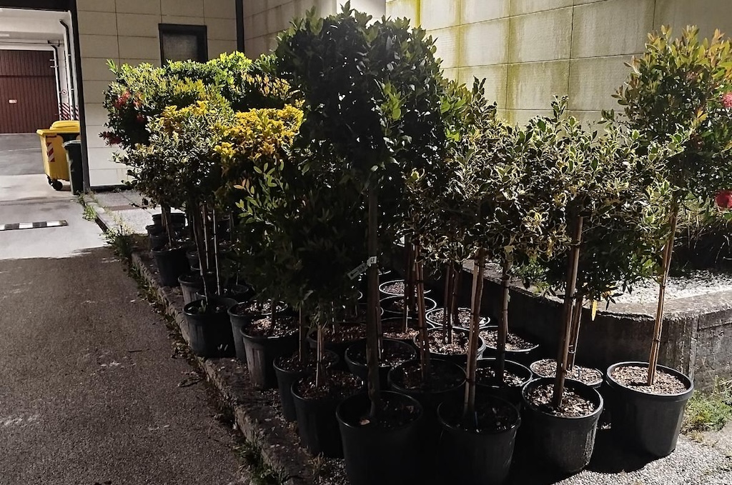 Furto di piante del valore di circa 2.500 euro nel Pistoiese: due arresti