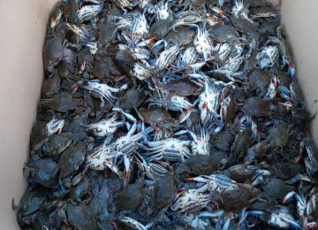 Granchio blu, Fedagripesca: "Invasione lungo tutta la costa toscana"