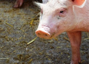 Maialino utilizzato per scherno alla Giostra: polemiche esplodono ad Arezzo