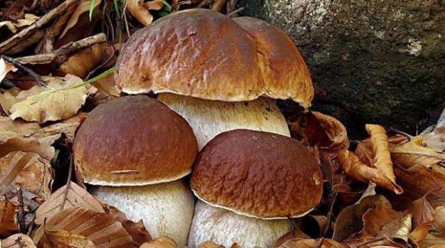Raccolta di funghi: 22 casi di intossicazione nel 2024. Attivati i sportelli micologici dell’ASL Toscana Centro