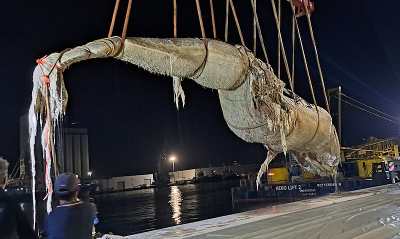 Rimossa la carcassa della balena spiaggiata a Livorno