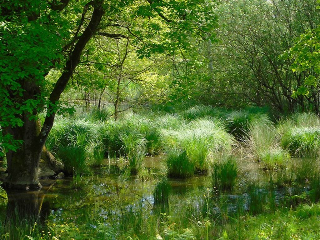 Visita guidata di etnobotanica al Lago di Sibolla