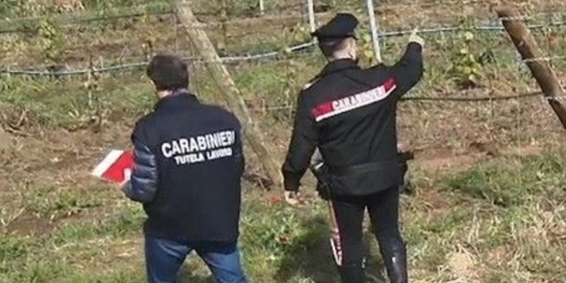 Controlli dei Carabinieri nel Settore Agricolo: Irregolarità e Lavoro Nero Scoperti nella Provincia di Firenze
