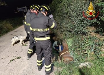 Cavallo cade in un fossato, intervengono i vigili del fuoco per liberarlo.