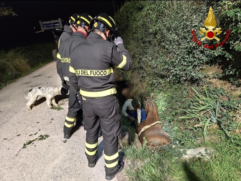 Cavallo cade in un fossato, intervengono i vigili del fuoco per liberarlo.