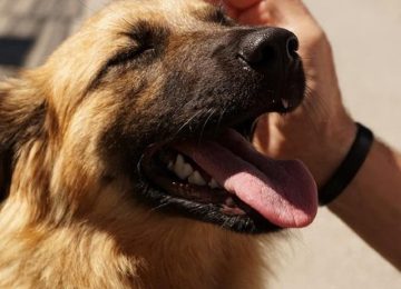 Empoli dice no al dogsharing e alla via Ramelli, sì al Palio: le delibere in Consiglio