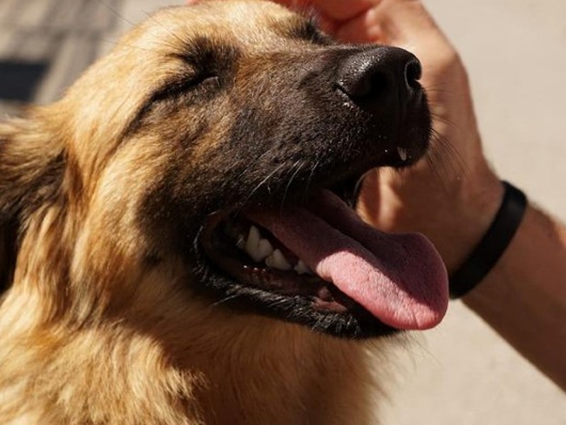 Empoli dice no al dogsharing e alla via Ramelli, sì al Palio: le delibere in Consiglio