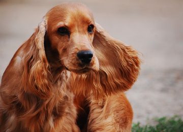 Grosseto, allevamento illecito di cocker spaniel. LNDC: "Basta con la compravendita di vite"
