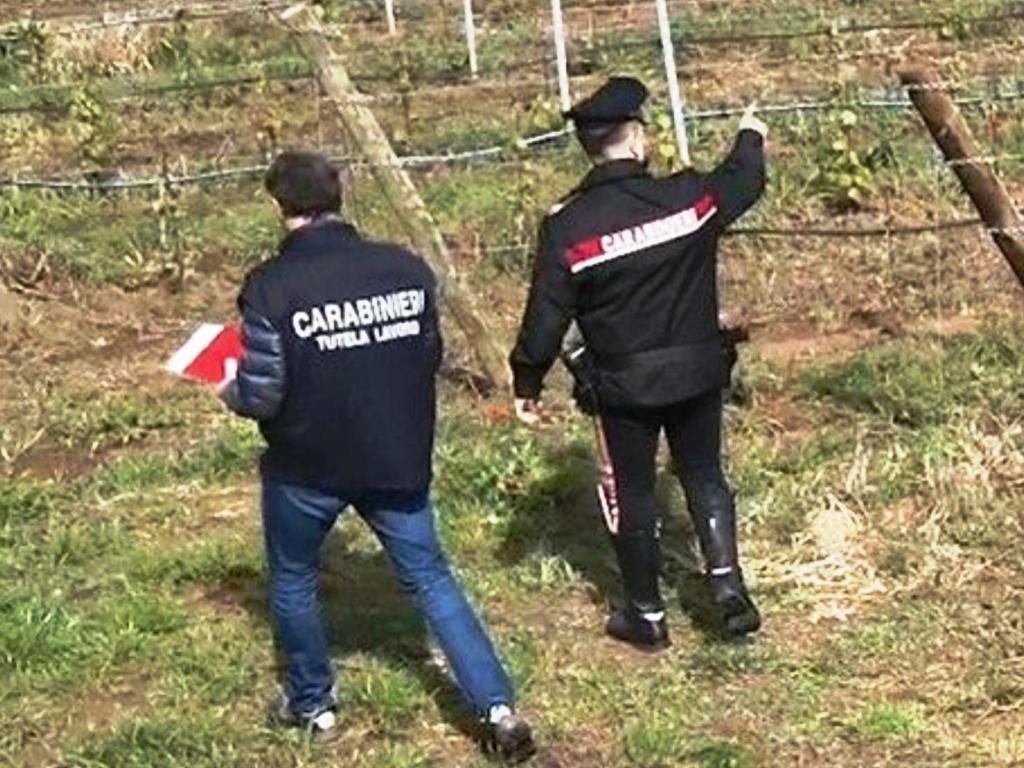 Lavoro irregolare in agricoltura: cinque interventi nel Fiorentino e irregolarità anche a Fucecchio.