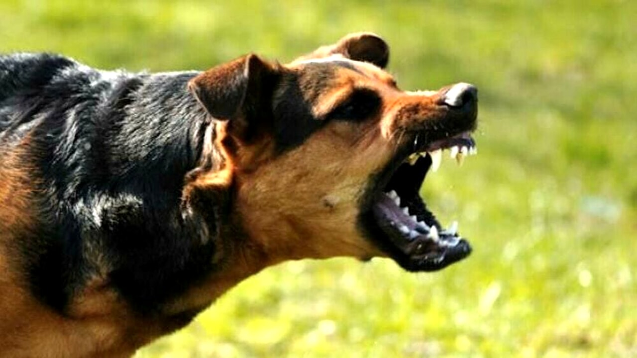 Minaccia al negoziante che si lamentava degli escrementi del cane: denunciate.