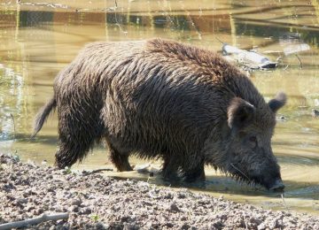 Peste suina, Coldiretti: “Aumentano i comuni sottoposti a restrizioni. Ritardi e sottovalutazione dell’emergenza, è mobilitazione!”