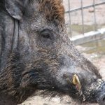 Peste suina: allerta nell'Appennino dopo i casi in Garfagnana e restrizioni ai confini con la Toscana