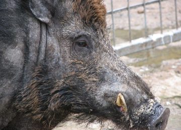 Peste suina: allerta nell'Appennino dopo i casi in Garfagnana e restrizioni ai confini con la Toscana
