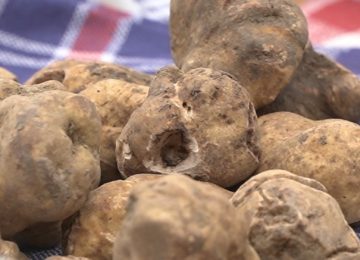 San Miniato si prepara per la 54esima Mostra del Tartufo Bianco: scopri le date!
