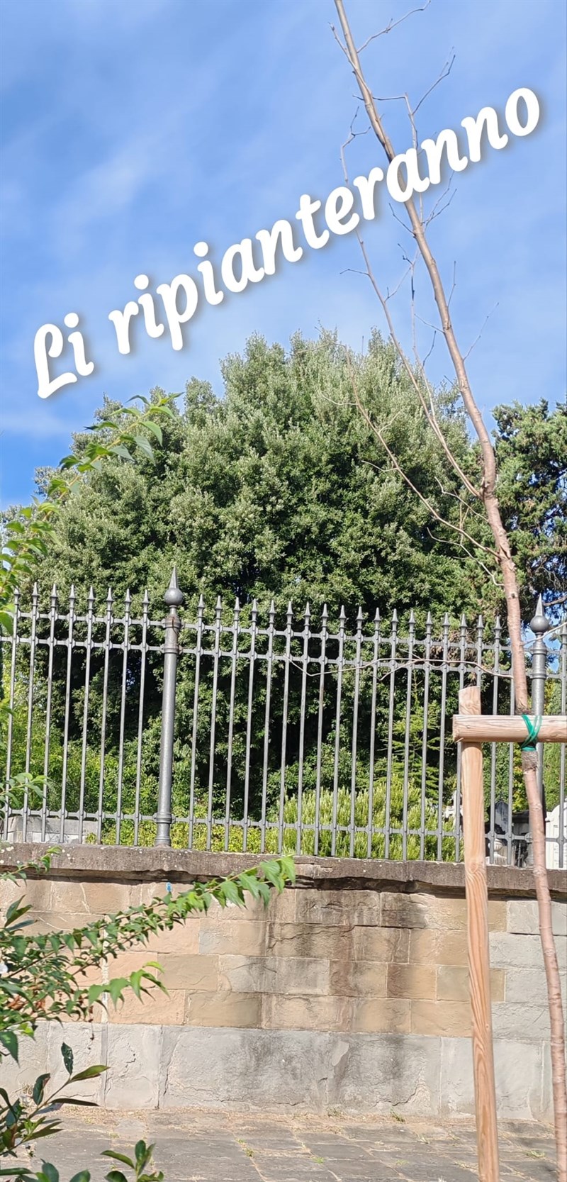Cura dei nuovi alberi in piazza Donatello