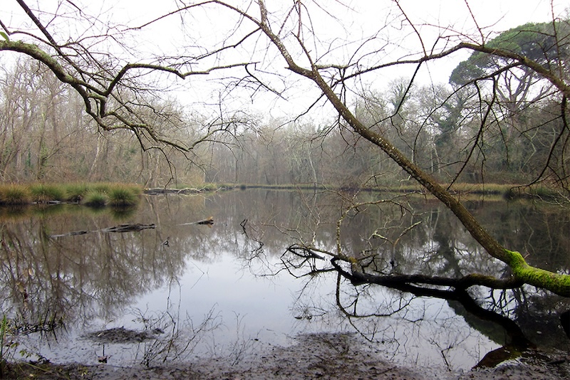 Parco San Rossore: approvato il bilancio d'esercizio 2024