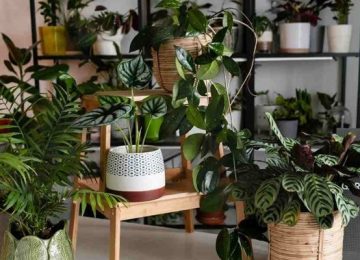 Mugello: Piante da interno, sono bellissime ma inquinano l'aria: meglio evitarle.