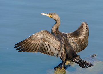 Arnovecchio si prepara per un nuovo incontro con l’ABC del Birdwatching