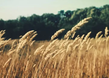 Emilia-Romagna: Nuovo Accordo tra Gruppo Barilla e i Cerealicoltori Locali